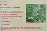 Famille Poacees ou Poaceae (txt)